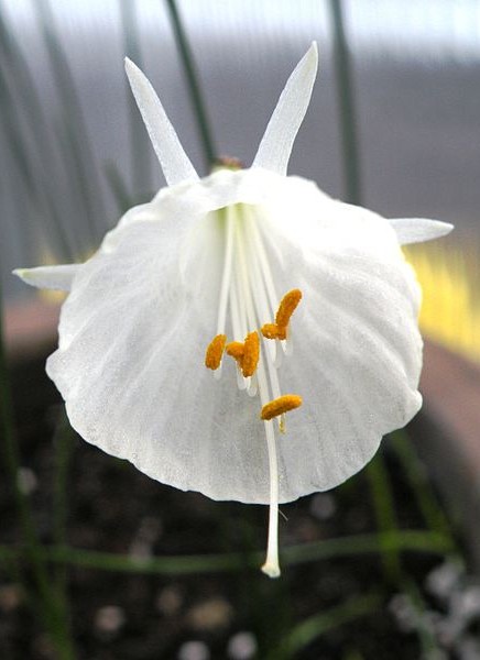 Petticoat daffodil or hoop-petticoat daffodil (Narcissus bulbocodium)