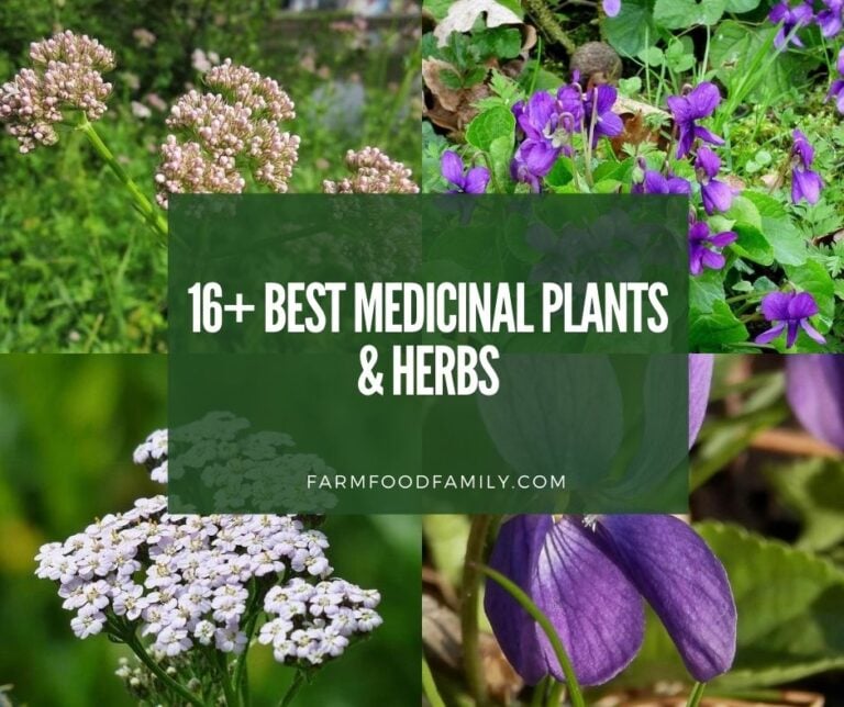 16 Best Medicinal Plants And Their Uses (With Names and Pictures)