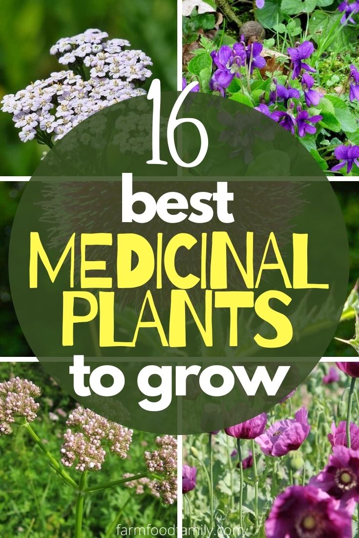 best medicinal plants herbs to grow