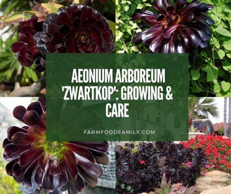 Black Rose Plant – Aeonium arboreum ‘Zwartkop’: Grow This Succulent in a Xeriscape Garden