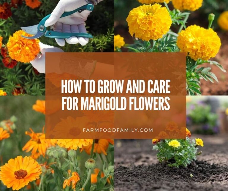 growing and caring for marigold flowers