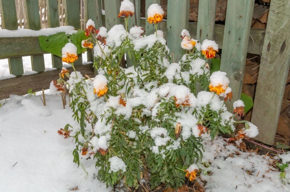 Caring marigolds in winter