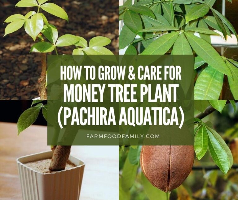 Money Tree Plant: How To Grow and Care For Pachira Aquatica