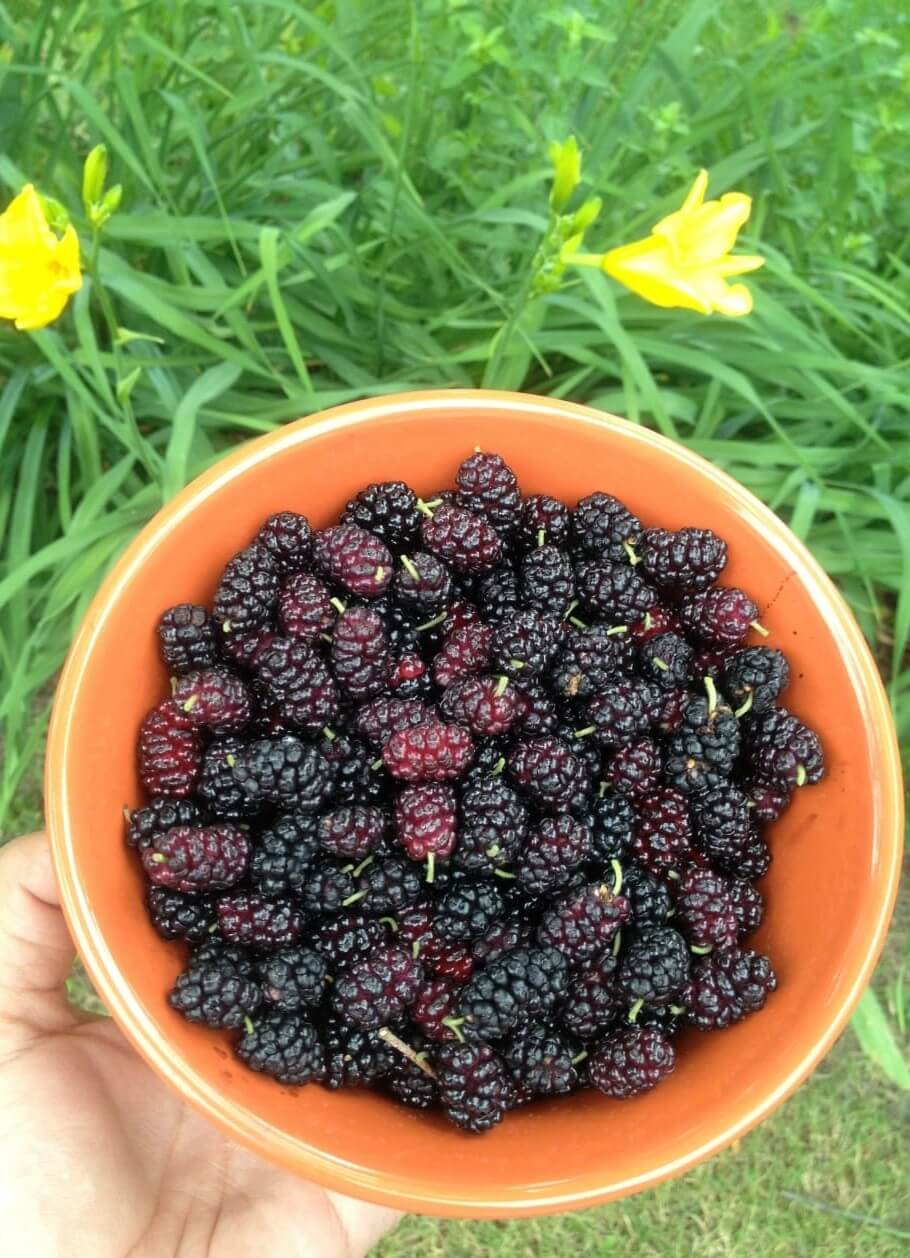 How to Collect Mulberries