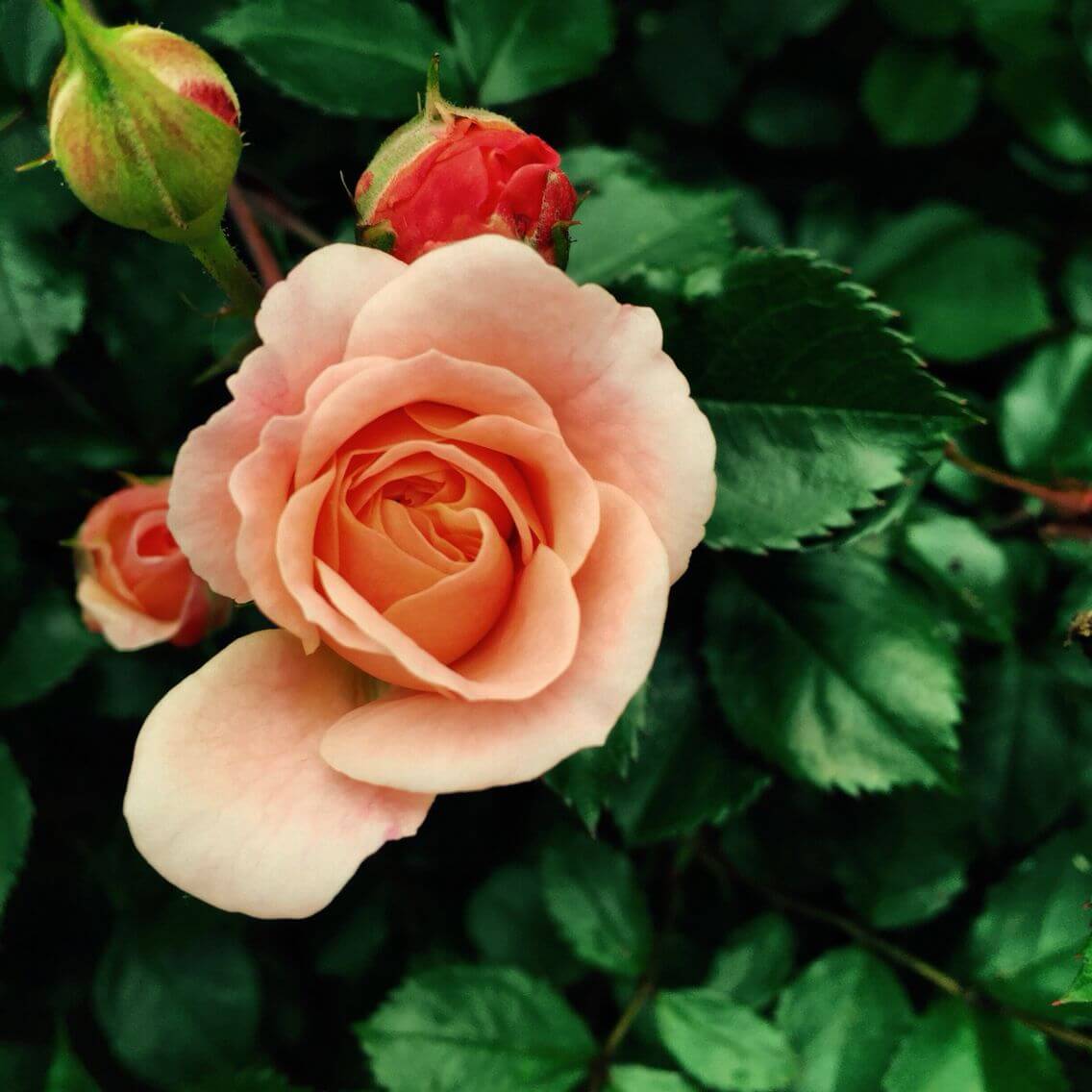 Coral Knock Out® rose