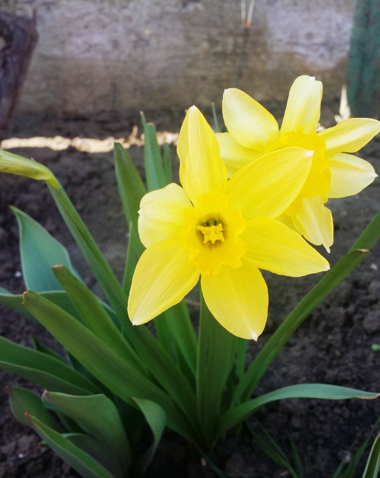 Daffodils care