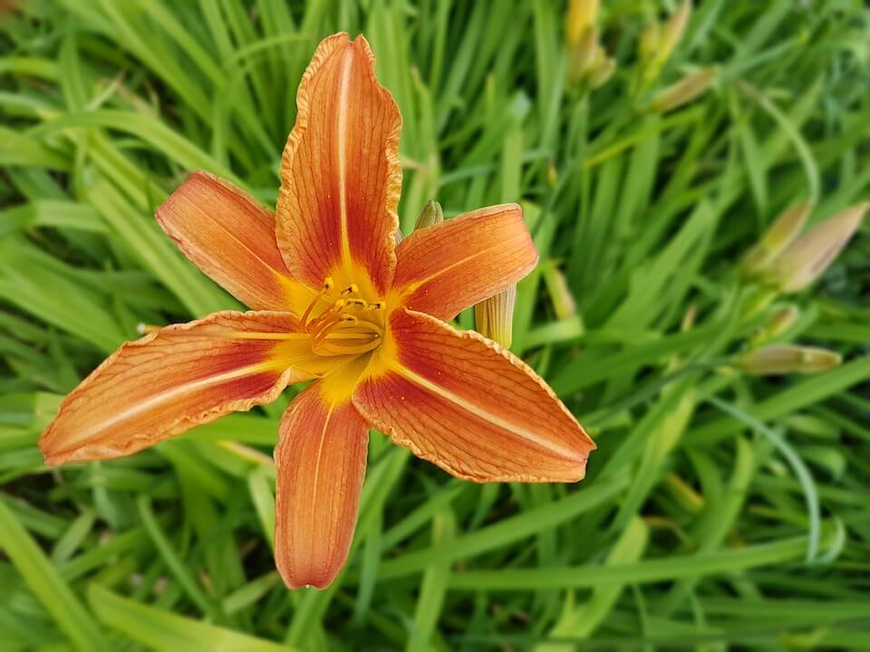 daylilies blooming time