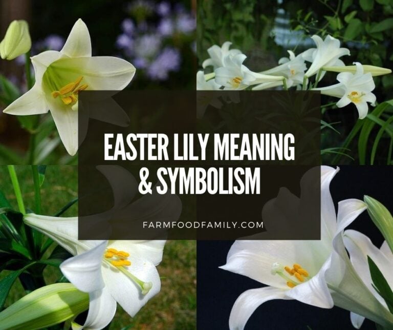 Easter Lilies: Spring Flowers of Eternal Hope