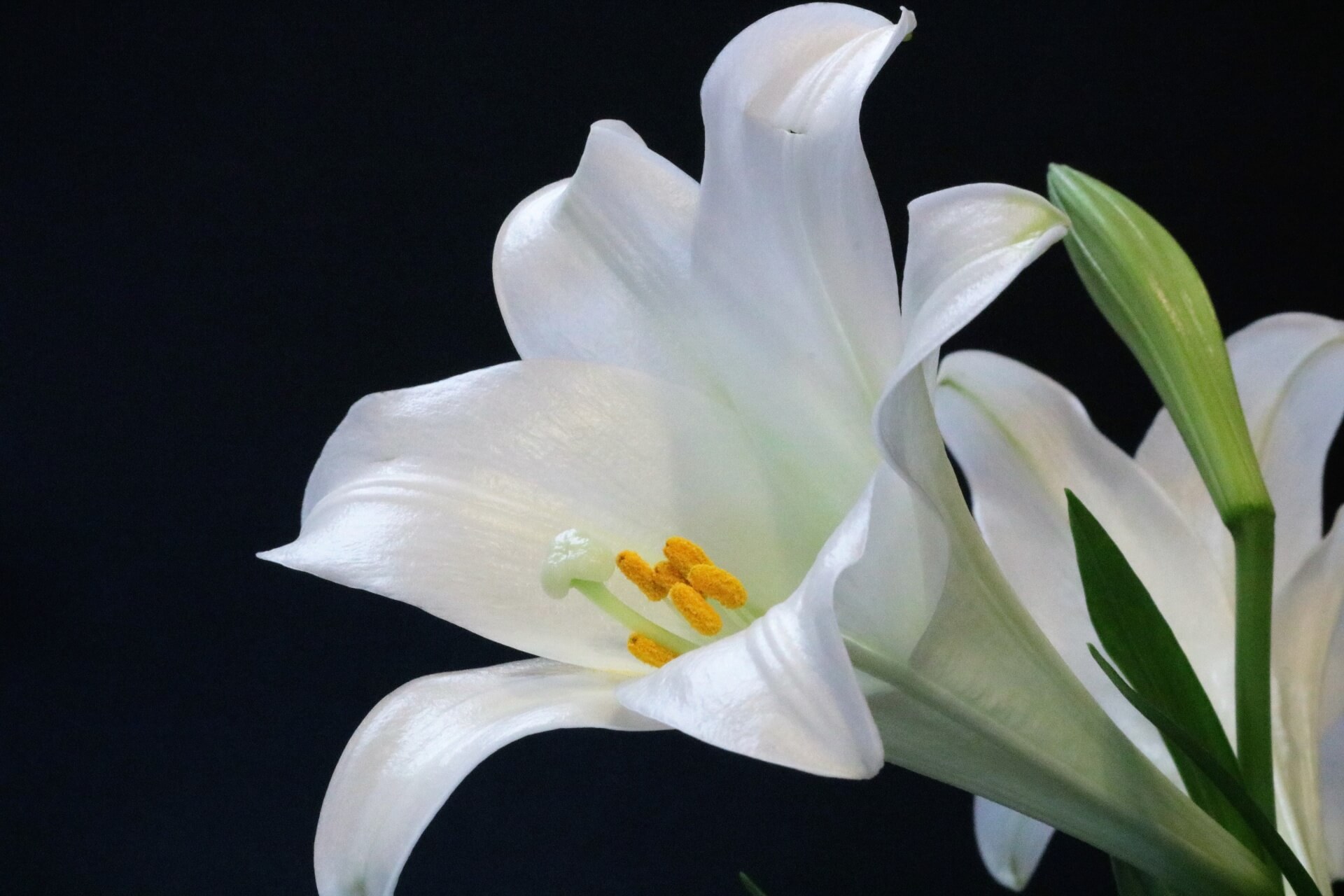 easter lily meaning