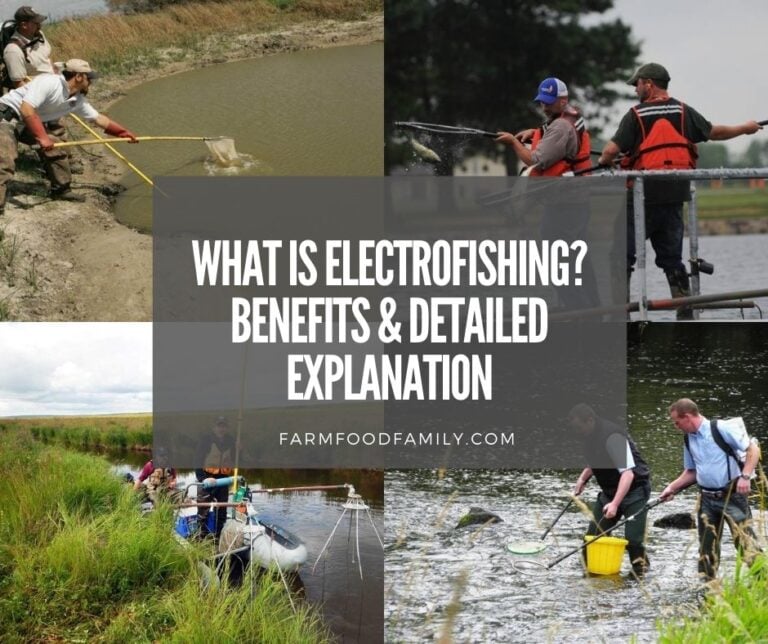 What is Electrofishing? Benefits & Explanation