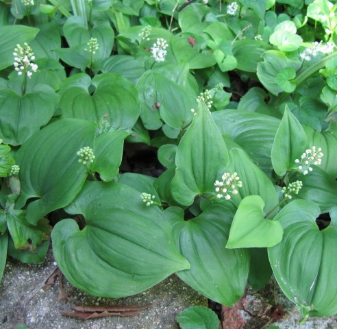 false lily of the valley