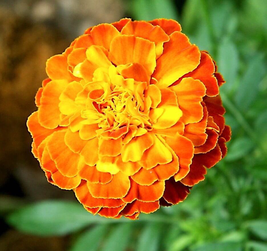 Marigold Flowers Varieties Uses Meaning Growing And Care Tips