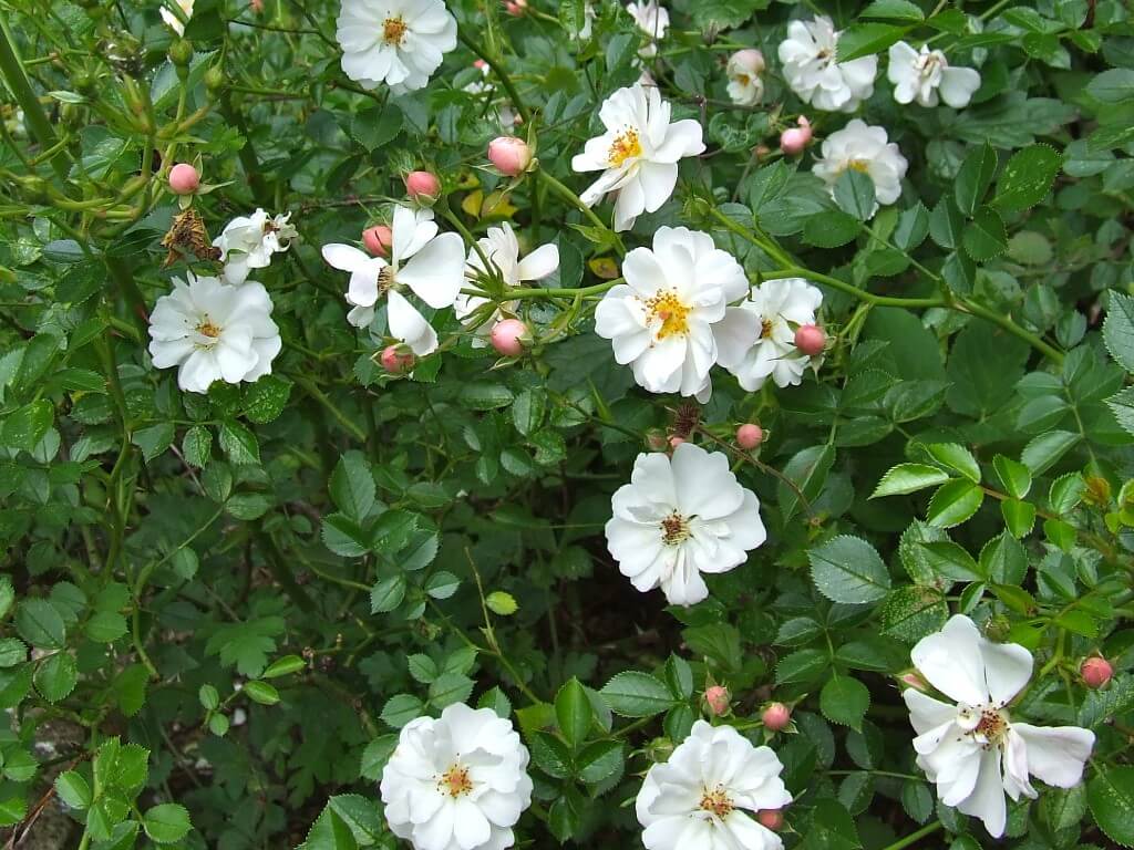 ground cover rose