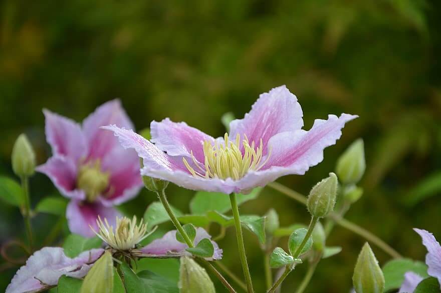 How to grow clematis in rose garden