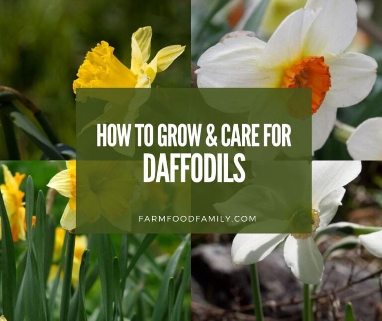 Types of Daffodil Flowers: How To Grow, and Care For Narcissus Bulbs