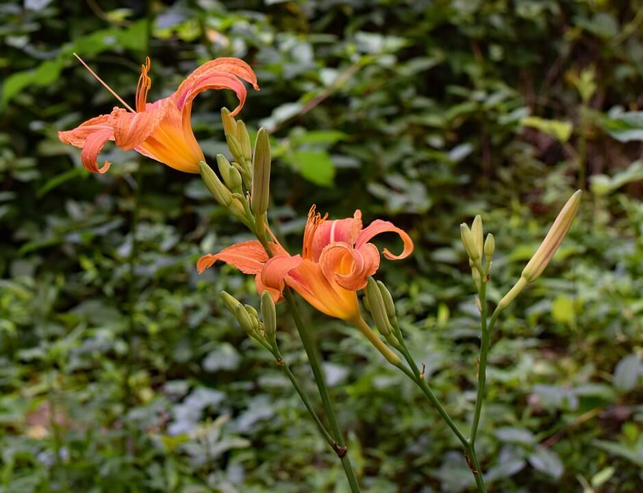 growing daylilies with buds