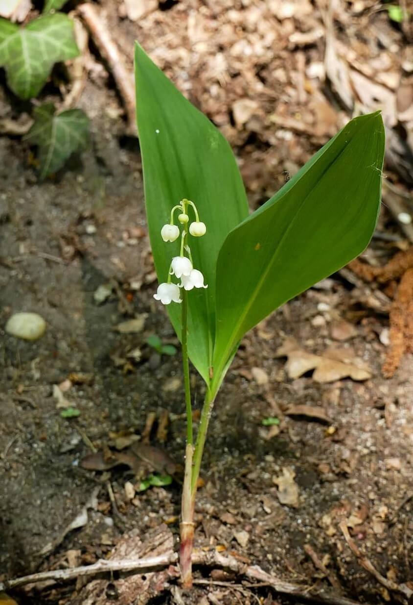 Planting Lily of the valley