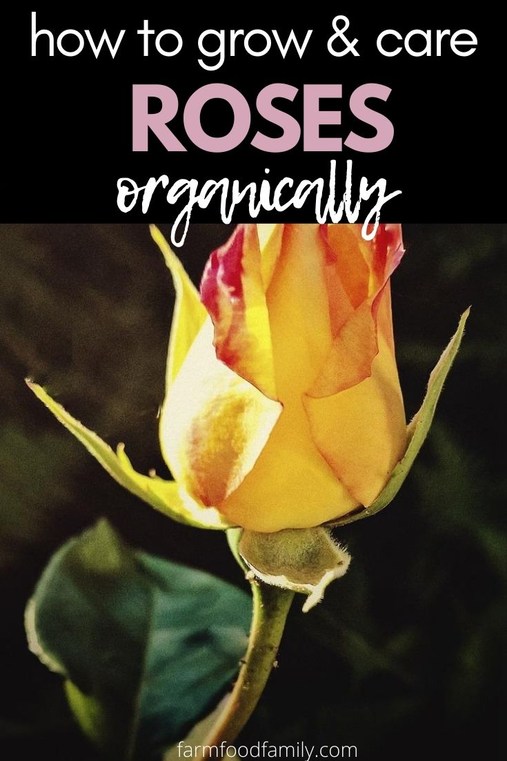 growing roses organically