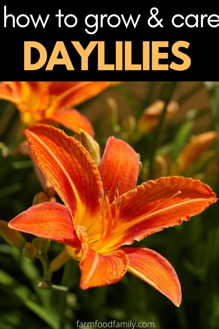 how to care daylilies