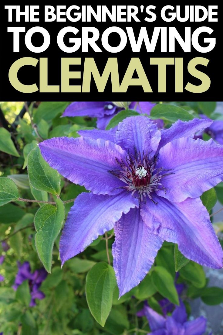 How to grow and care for Clematis