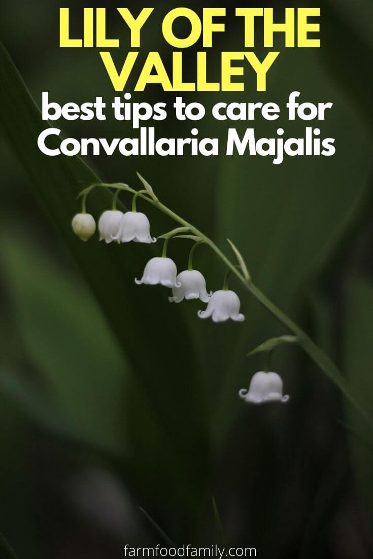 how to care for lily of the valley