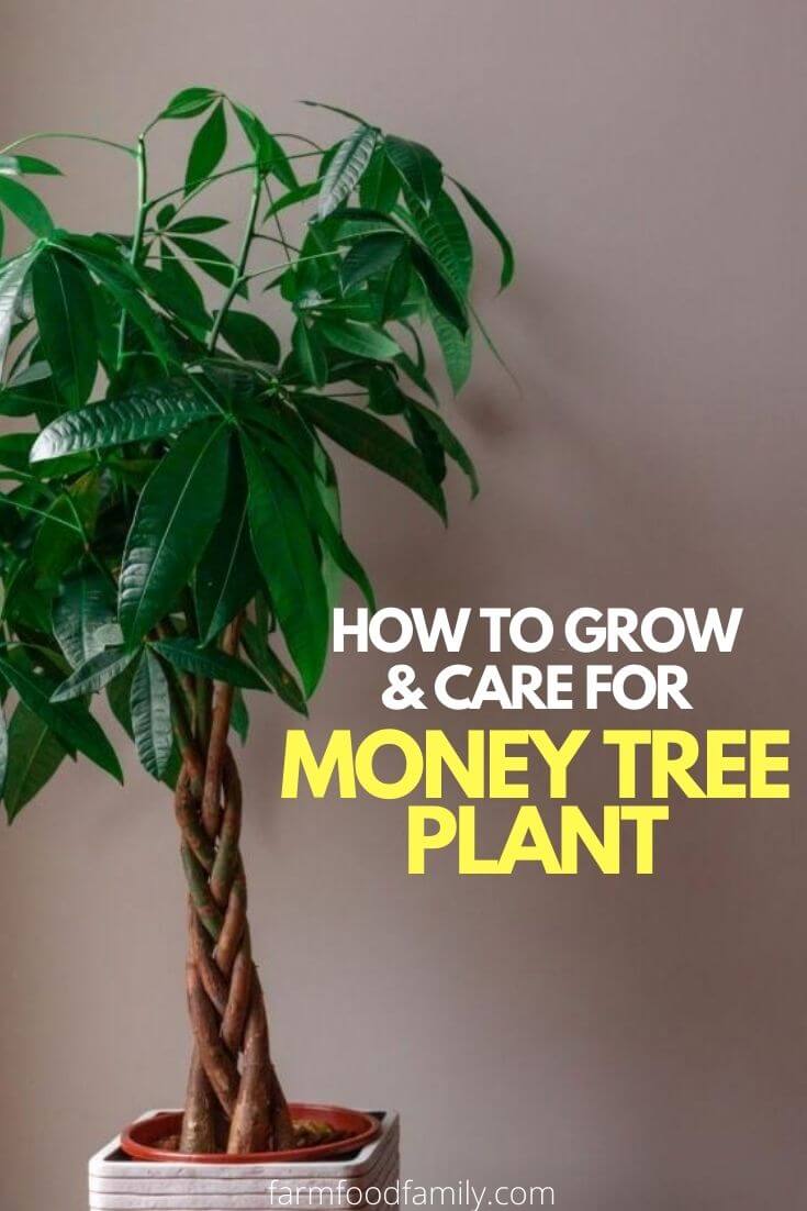 How to grow and care for Pachira Aquatica plant