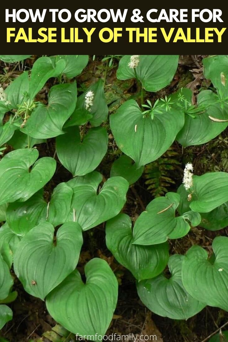 how to grow care for false lily of the valley