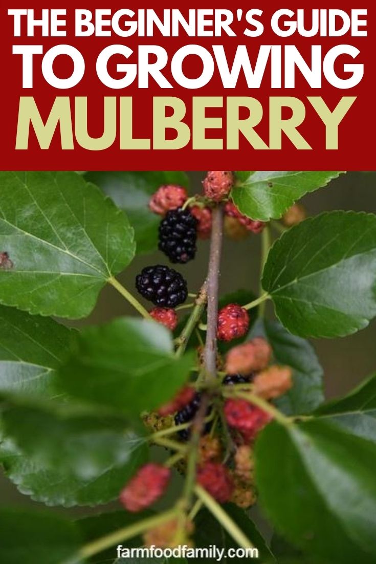 how to grow care for mulberry 2