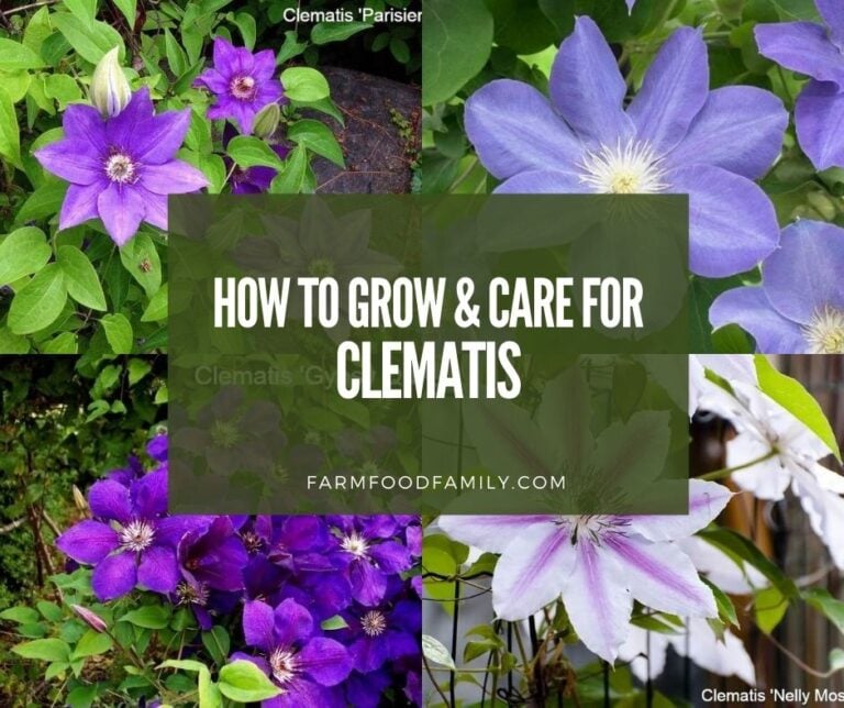 Clematis: Varieties, Growing and Care For Leather flower