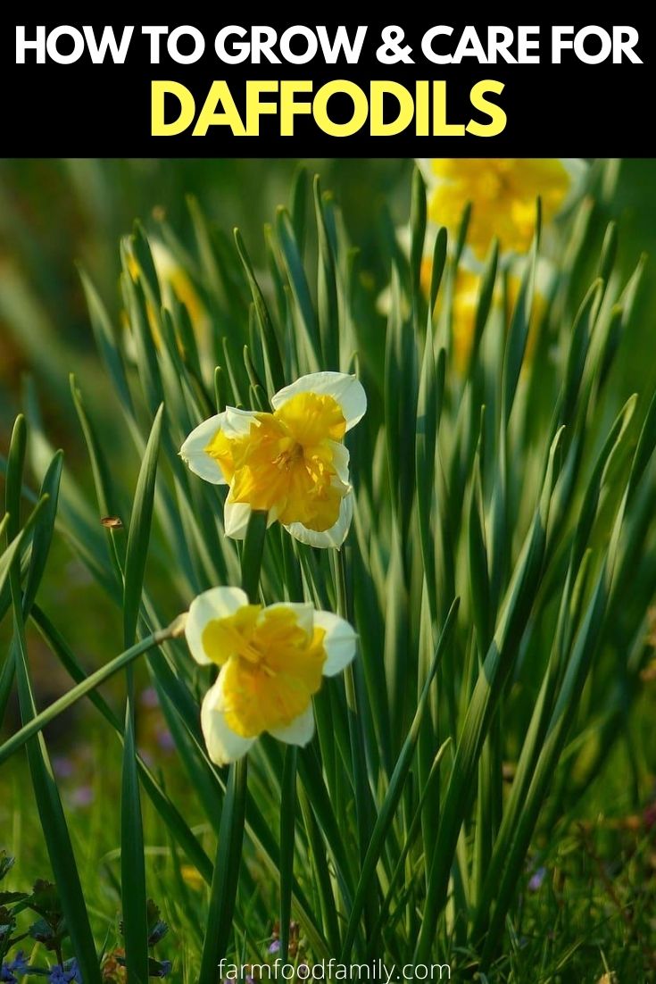 how to grow daffodils 1