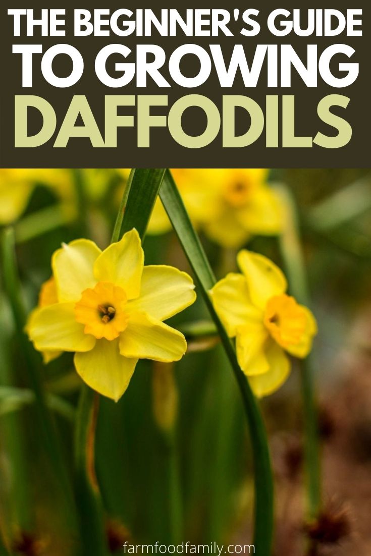 how to grow daffodils 2