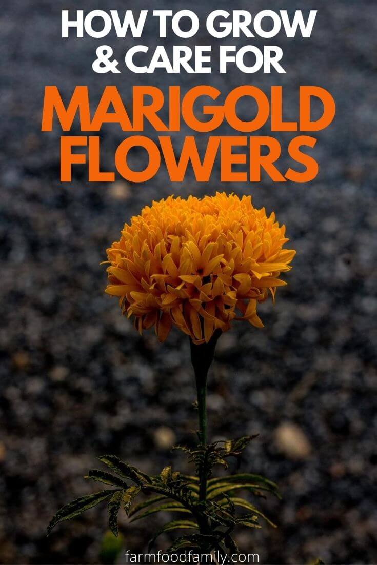 how to grow marigold flowers 2
