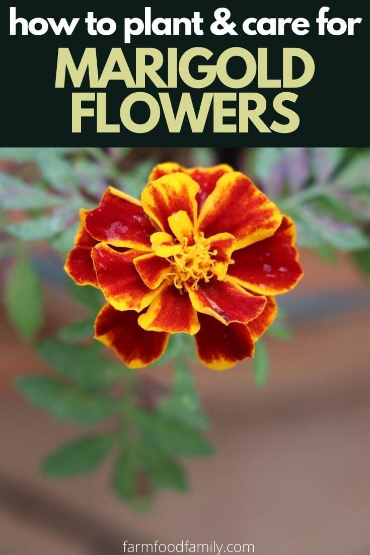 how to grow marigold flowers 3
