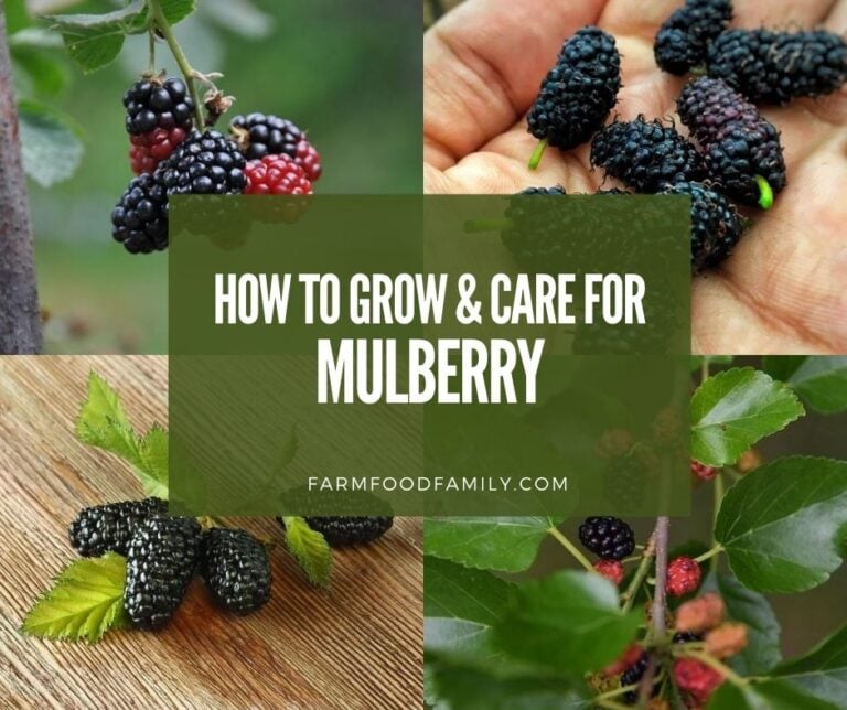Mulberry Tree – How To Grow and Care For Morus Alba