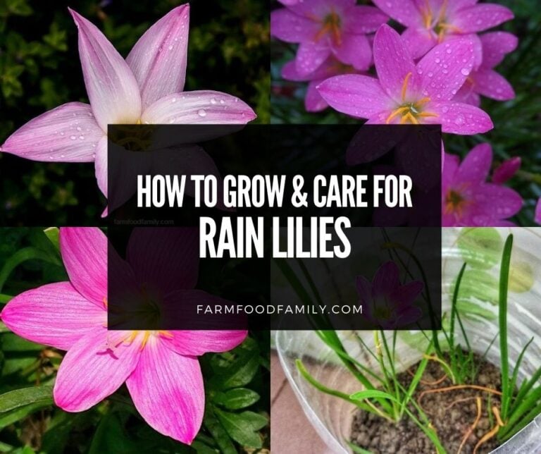 Rain Lilies: How To Grow and Care For Zephyranthes