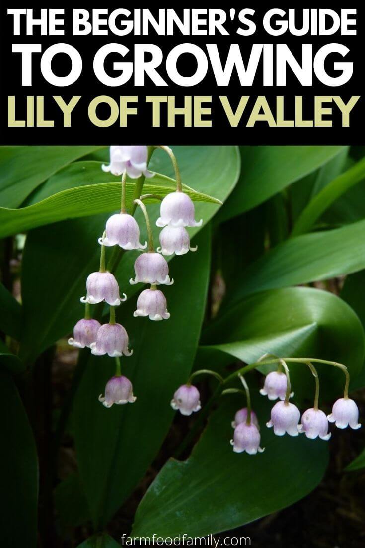 lily of the valley care guide