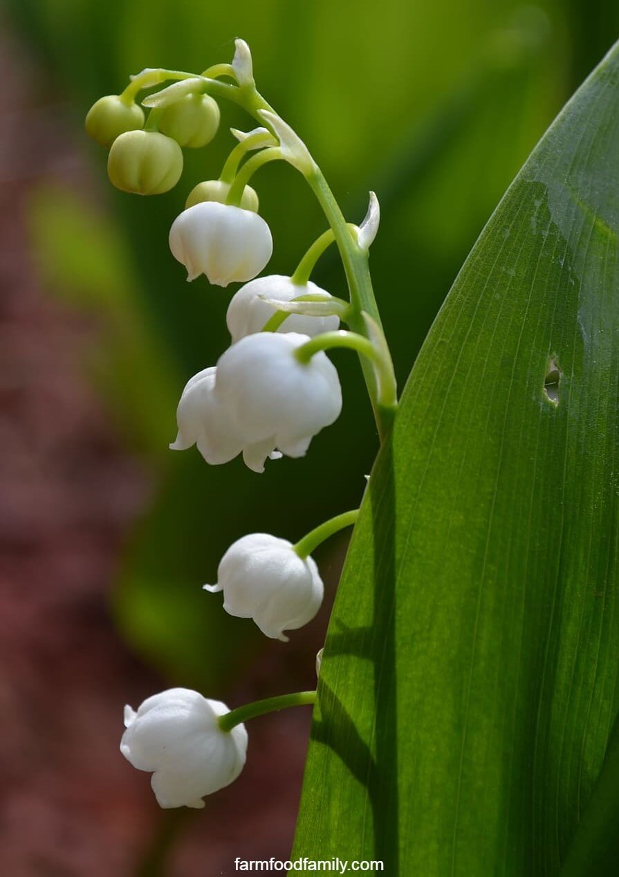 Lily of the valley care guide
