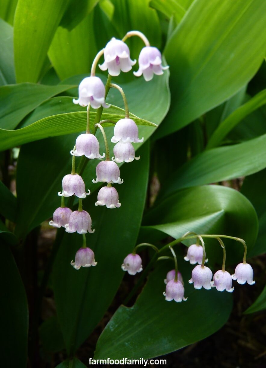 Lily of the valley facts