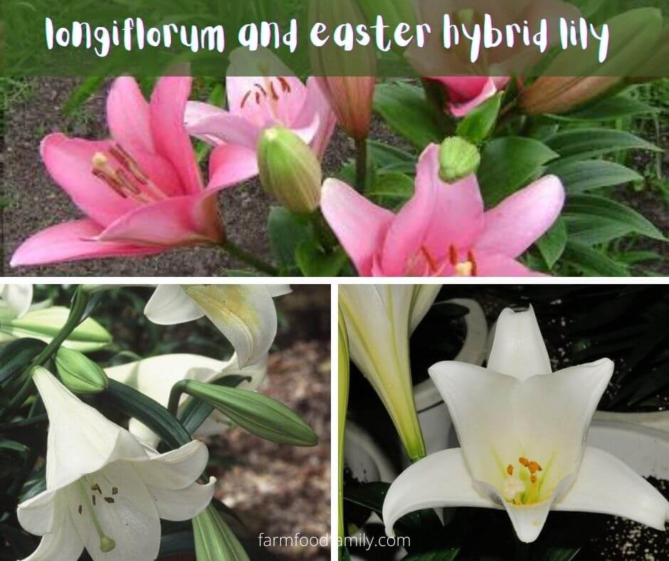Longiflorum and Easter Hybrids