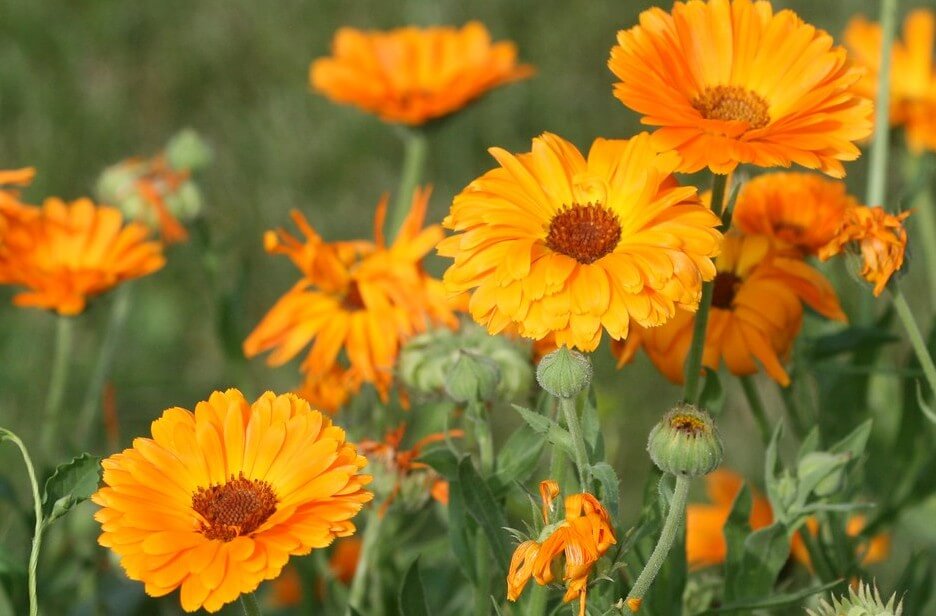Marigolds facts