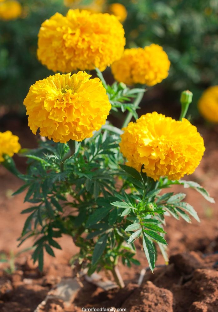 Marigold Flowers Varieties Uses Meaning Growing And Care Tips