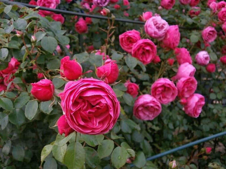 Type Of Small Roses 50+ Popular Types Of Roses With Pictures (By Names, Shapes, Colors)