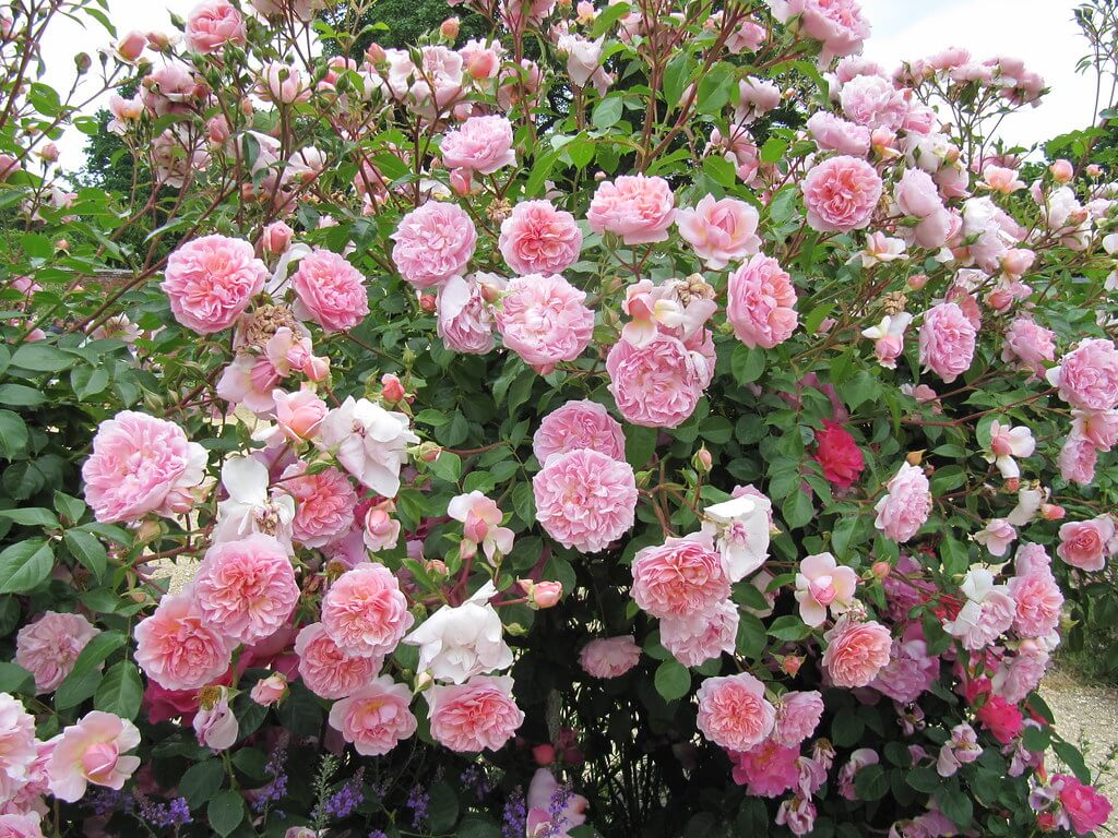 Modern Shrub Roses and Rugosas
