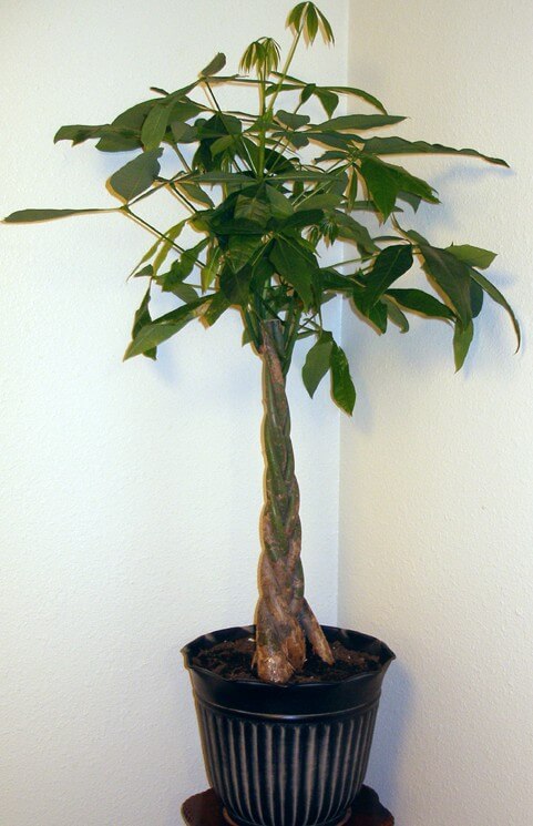 How to care for money tree plant indoors