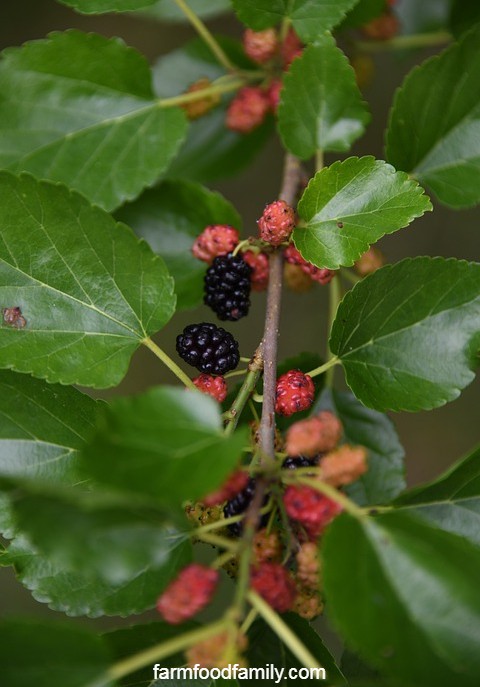 mulberry fruit tree