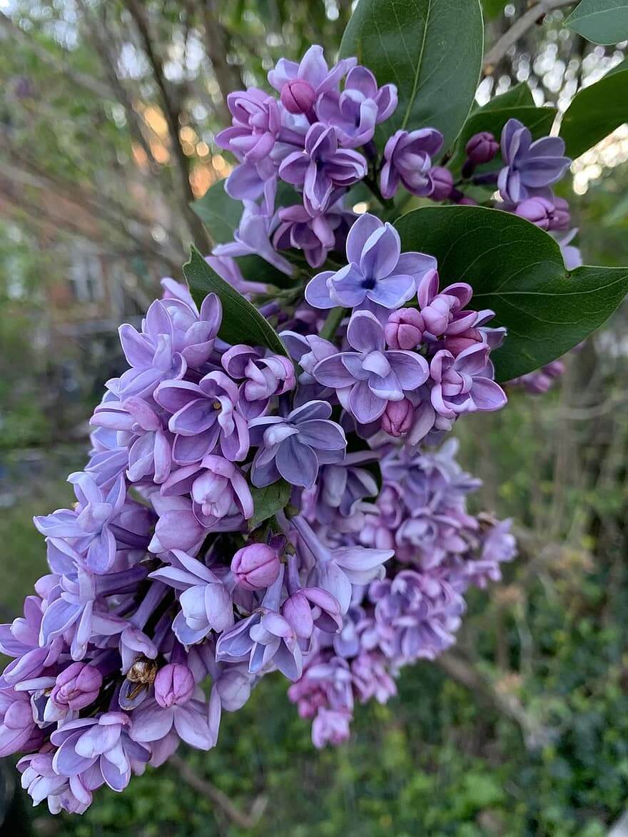 new hampshire purple lilac