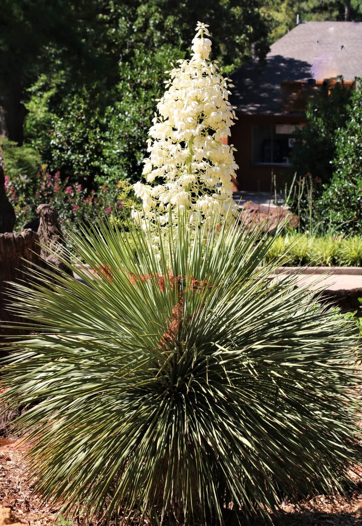 new mexico yucca