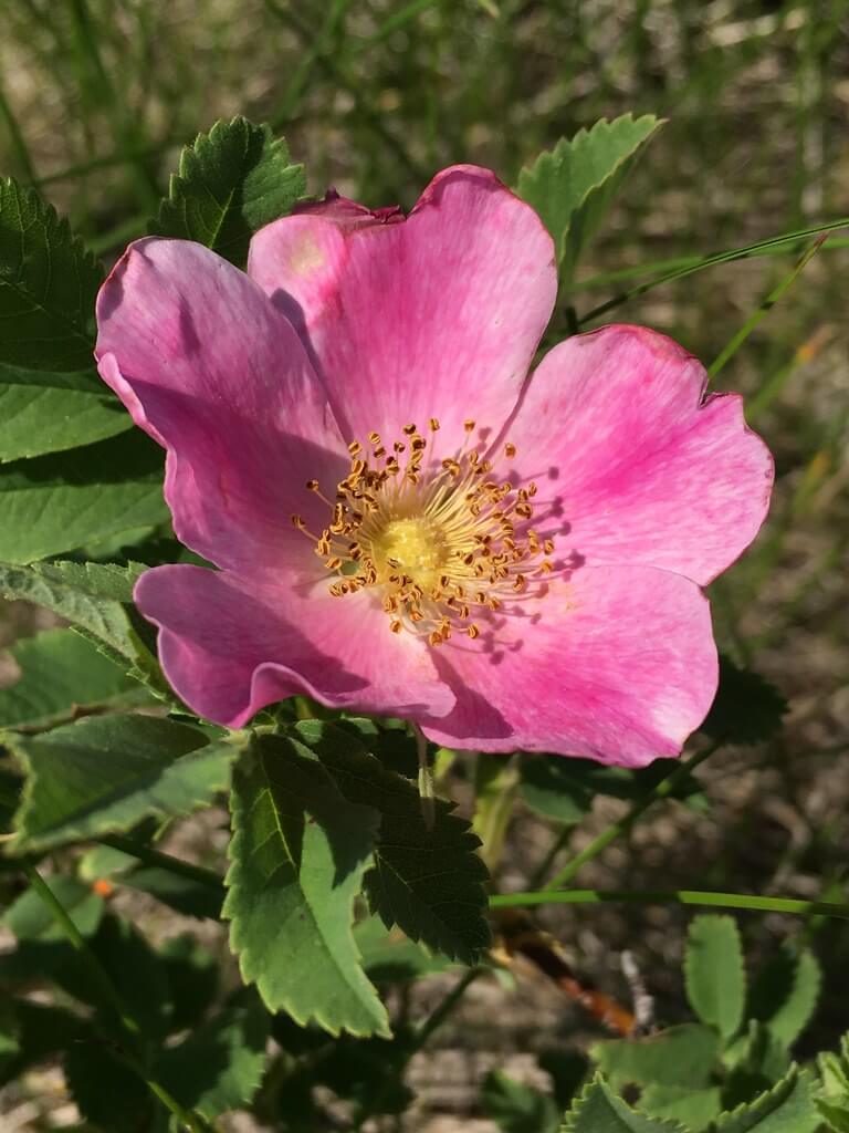 north dakota wild prairie rose