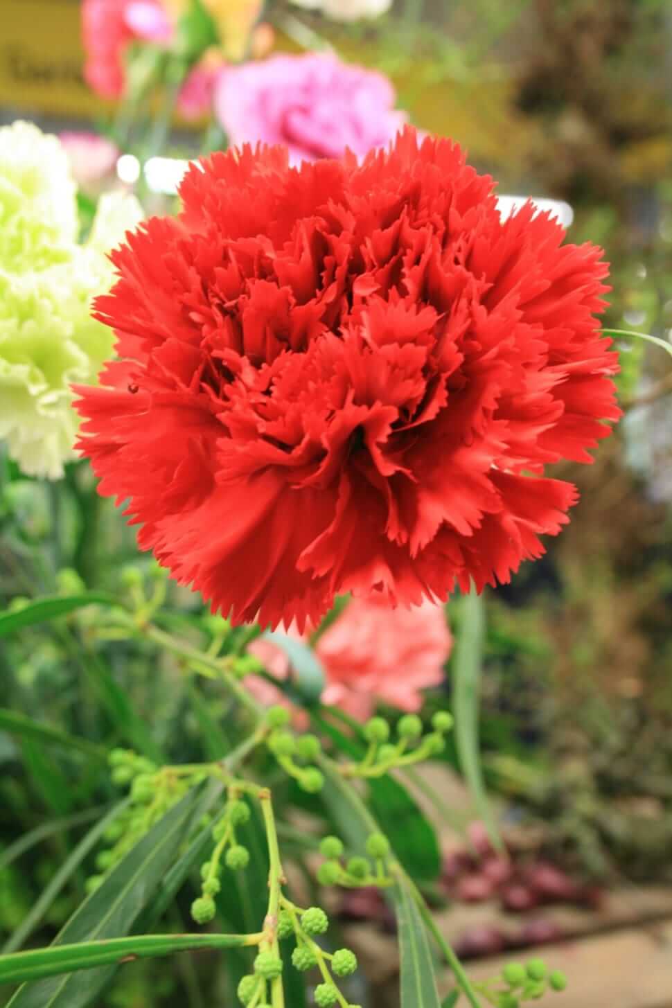 ohio red carnation