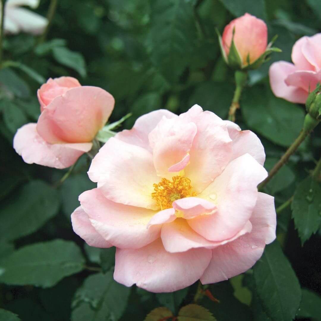 Peachy Knock Out® rose